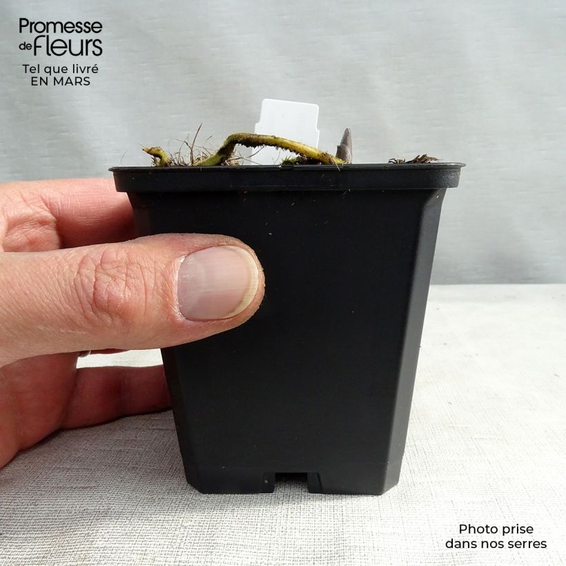 Spécimen de Hosta Blue Umbrellas Godet de 9cm tel que livré au printemps