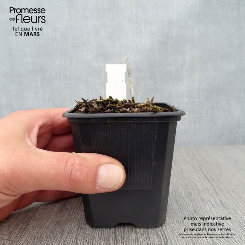 Spécimen de Hosta Bressingham Blue Godet de 9cm tel que livré au printemps