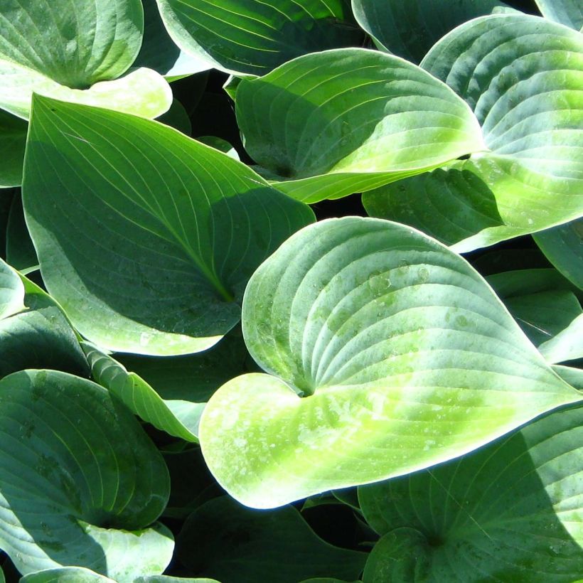 Hosta Canadian Blue (Feuillage)