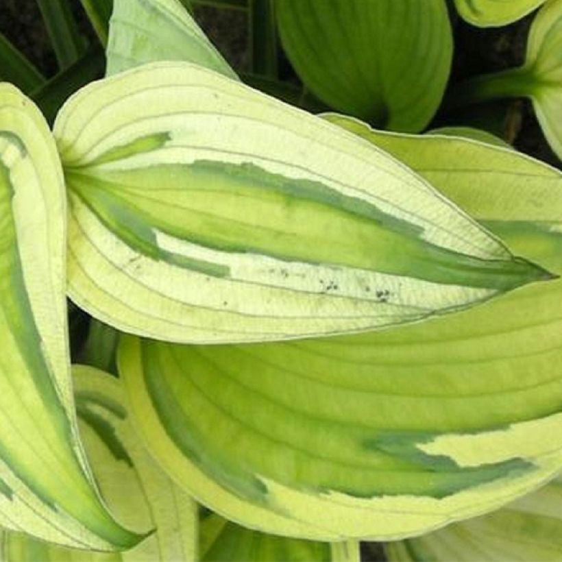 Hosta Captain’s Adventure (Feuillage)