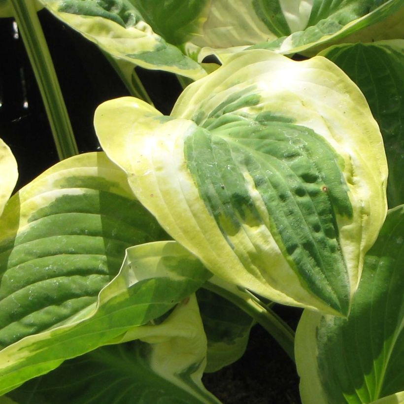 Hosta Carnival (Feuillage)