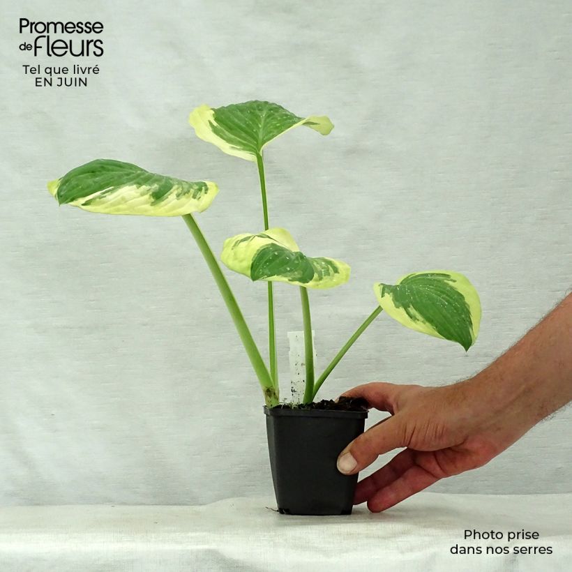 Spécimen de Hosta Carnival Godet de 8/9 cm tel que livré en été