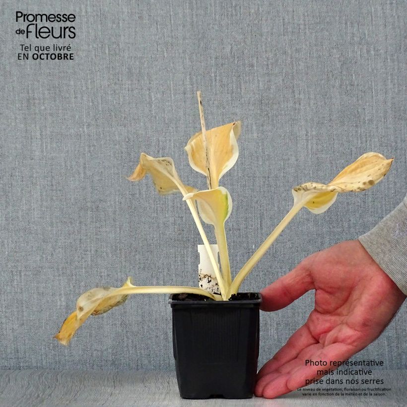 Spécimen de Hosta Carnival Godet de 8/9 cm tel que livré en automne