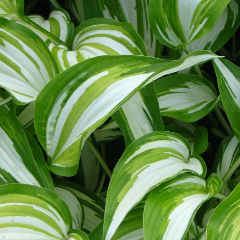 Hosta Cascades (Feuillage)