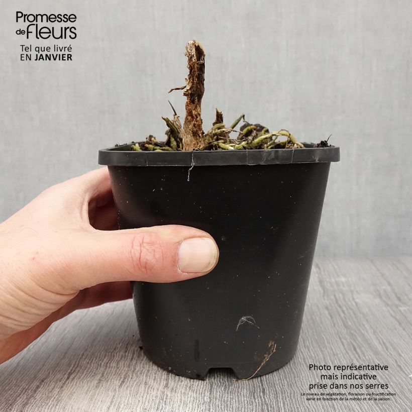 Spécimen de Hosta Cathedral Windows Pot de 1,5L/2L tel que livré en hiver