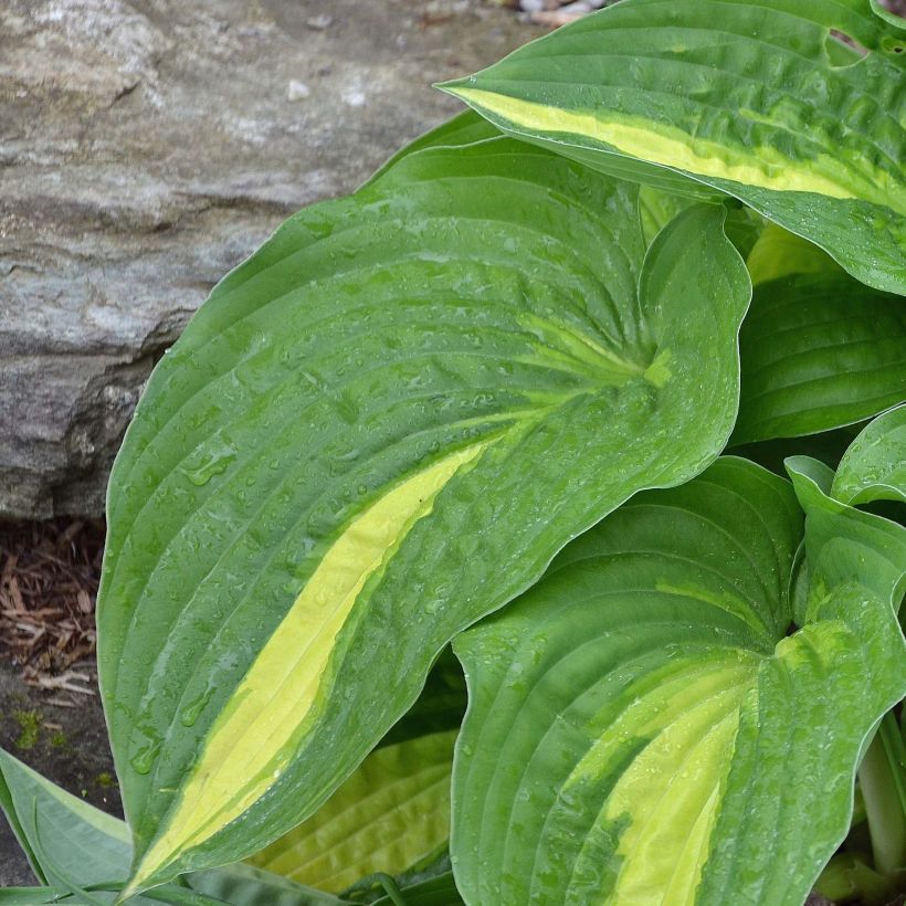 Hosta Center Of Attention (Feuillage)