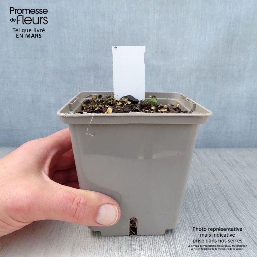 Spécimen de Hosta Center Of Attention Pot de 1,3L tel que livré au printemps