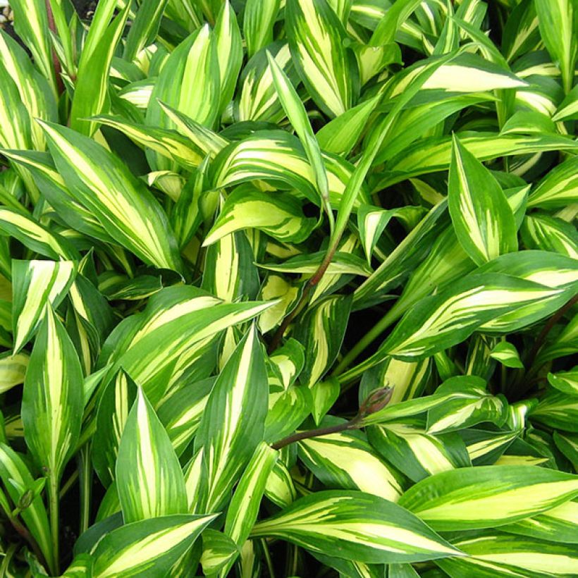 Hosta Cherry Berry (Feuillage)