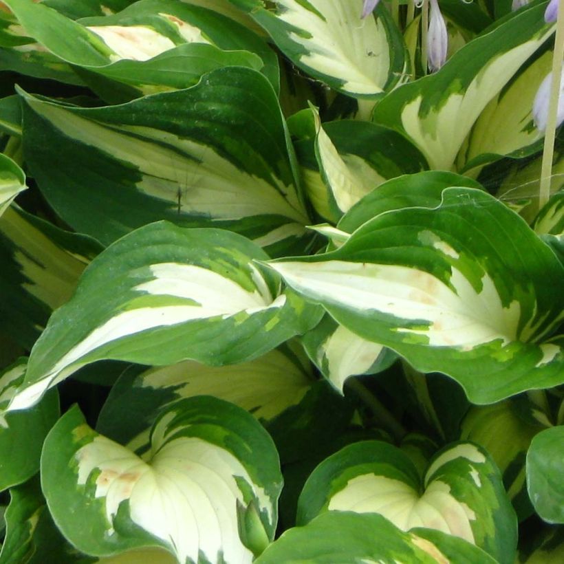 Hosta Christmas Candy (Feuillage)