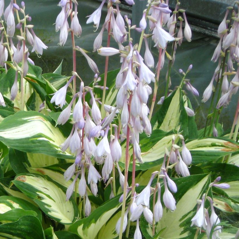 Hosta Christmas Candy (Floraison)