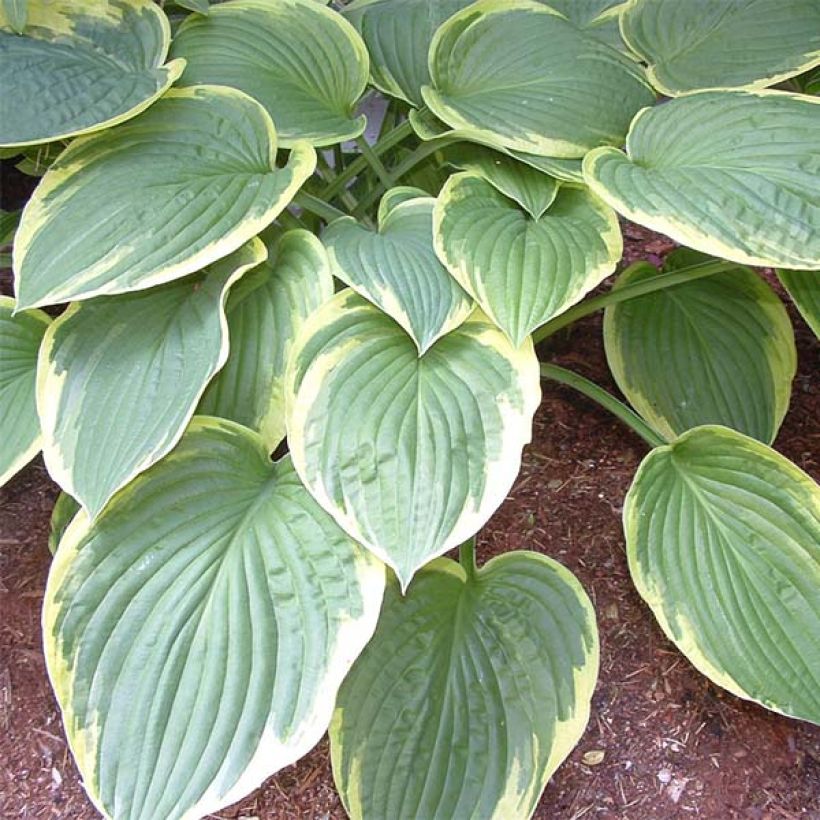 Hosta Christmas Tree (Feuillage)