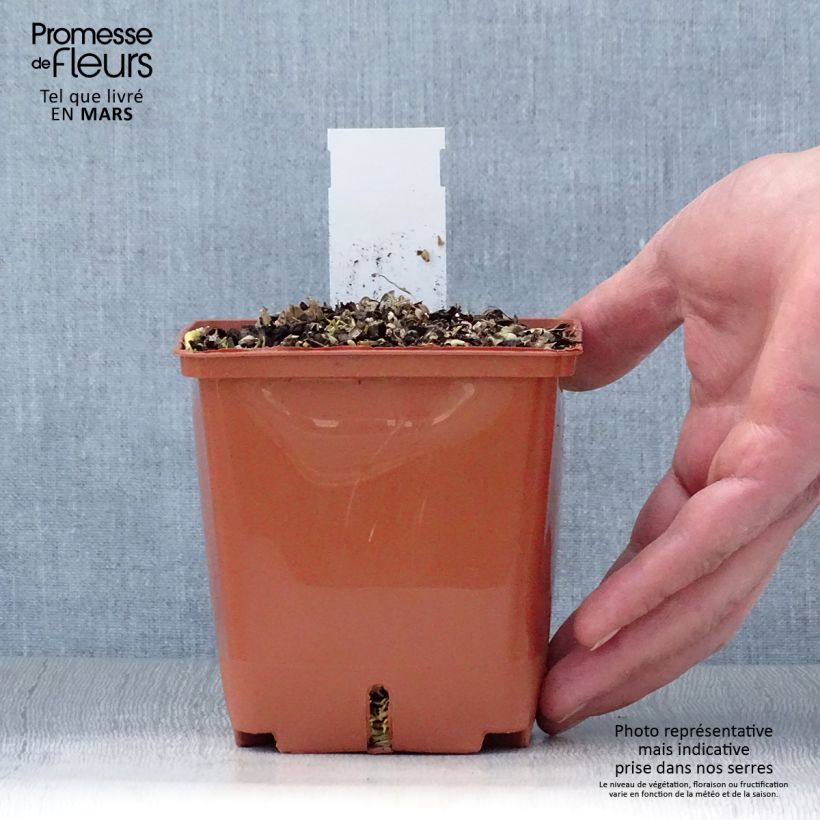 Spécimen de Hosta Christmas Tree Pot de 1,3L tel que livré au printemps