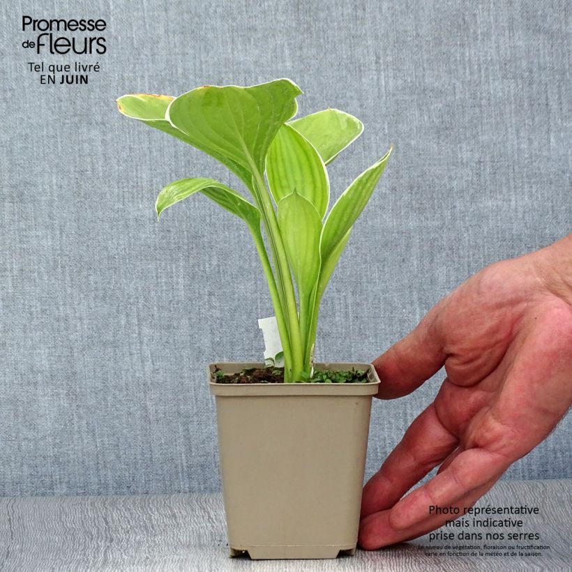 Spécimen de Hosta Clifford's Forest Fire Godet de 8/9 cm tel que livré en été