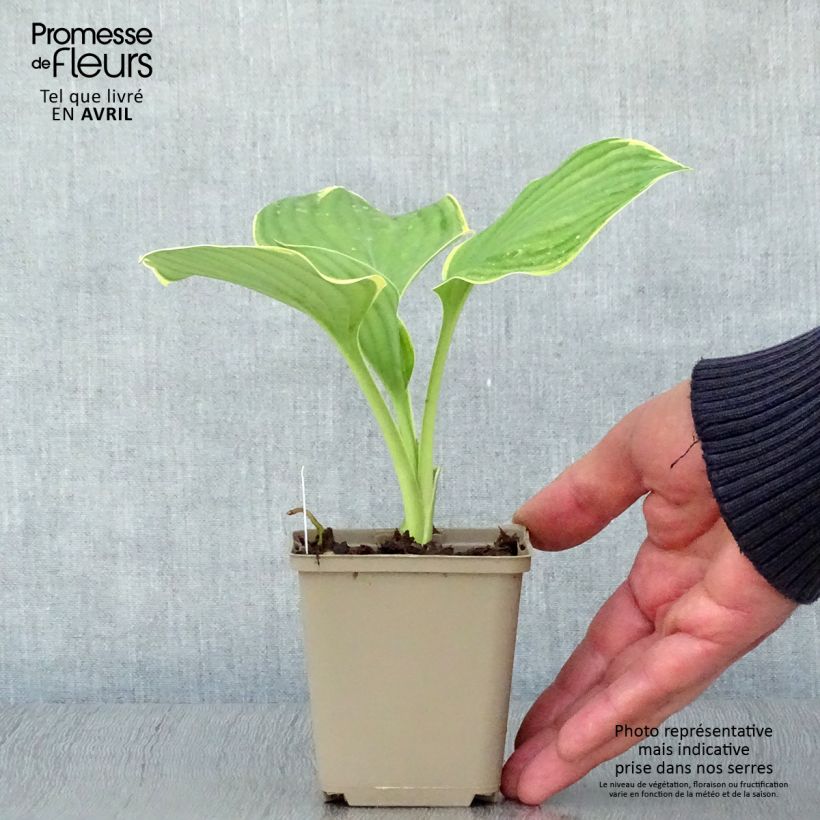 Spécimen de Hosta Clifford's Forest Fire Godet de 9cm tel que livré au printemps