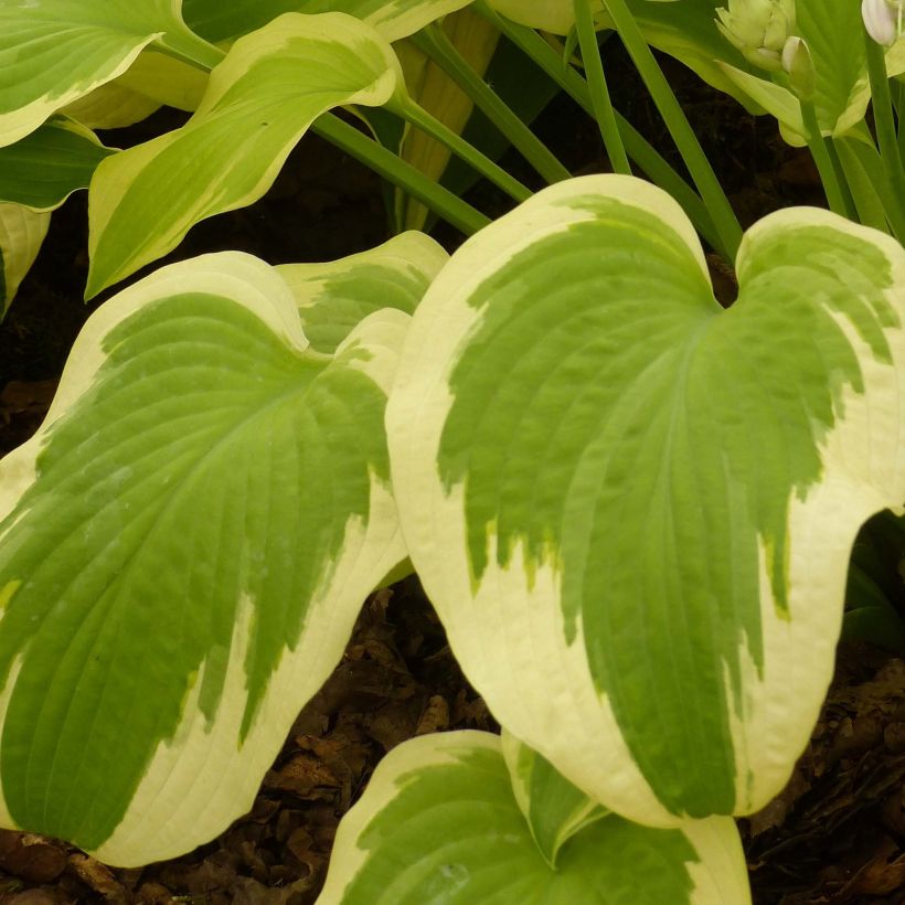 Hosta Delta Dawn (Feuillage)