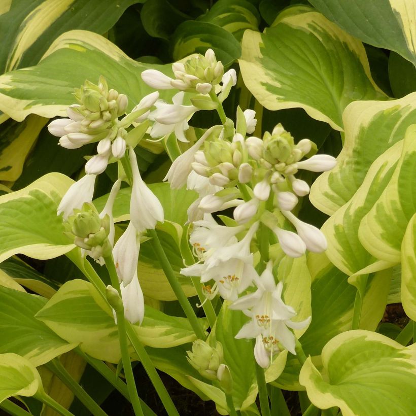 Hosta Delta Dawn (Floraison)