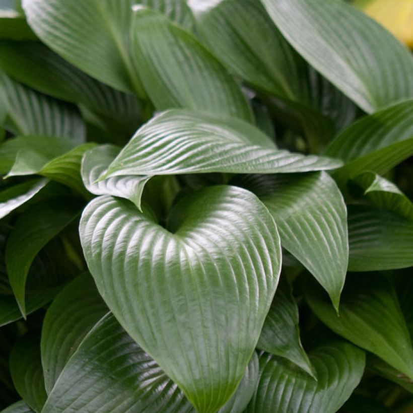 Hosta Devon Green (Feuillage)