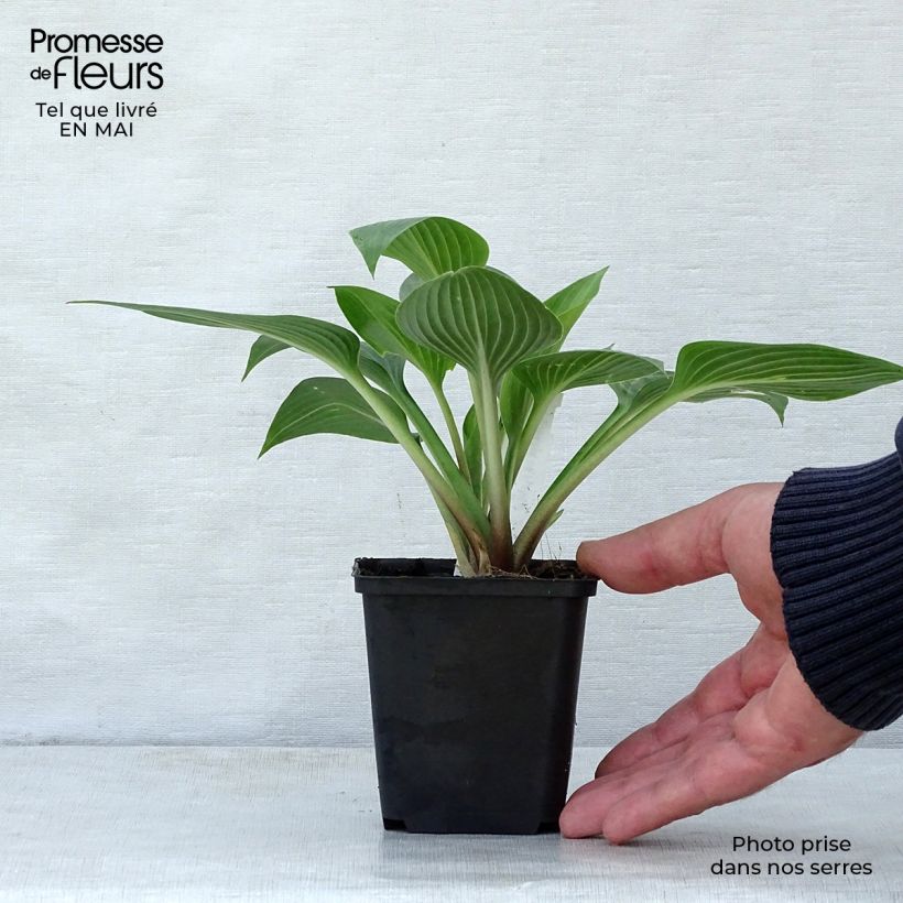 Spécimen de Hosta Devon Green Godet de 9cm tel que livré au printemps