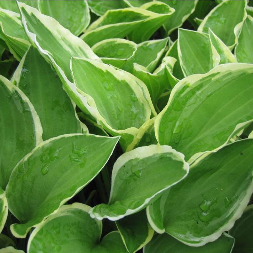 Hosta Diamond Tiara (Feuillage)