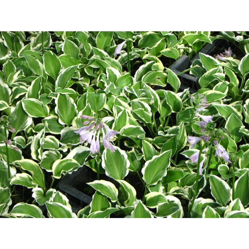 Hosta Diamond Tiara (Floraison)