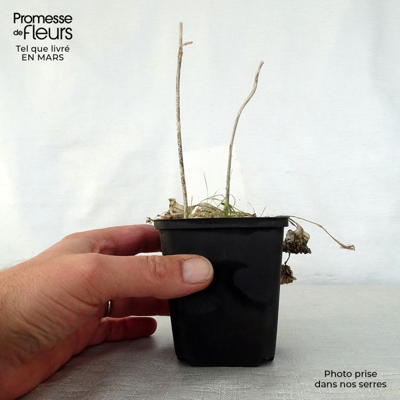 Spécimen de Hosta Diamond Tiara Godet de 9cm tel que livré au printemps