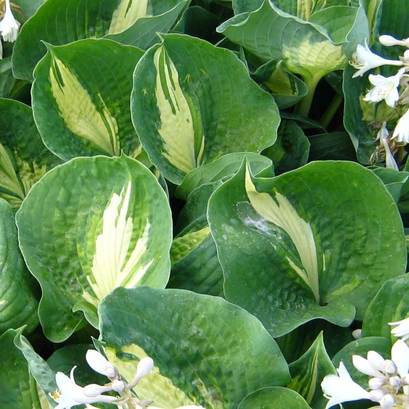 Hosta Dream Queen (Feuillage)