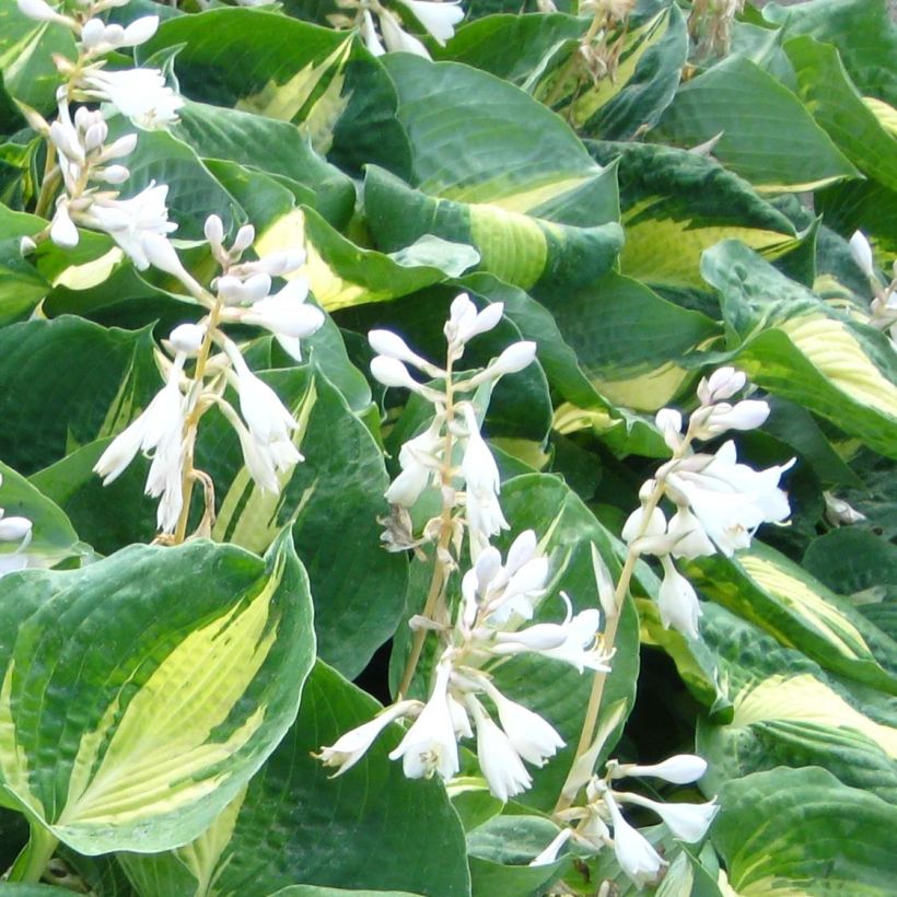 Hosta Dream Queen (Floraison)