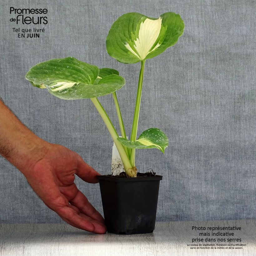 Spécimen de Hosta Dream Queen tel que livré en ete