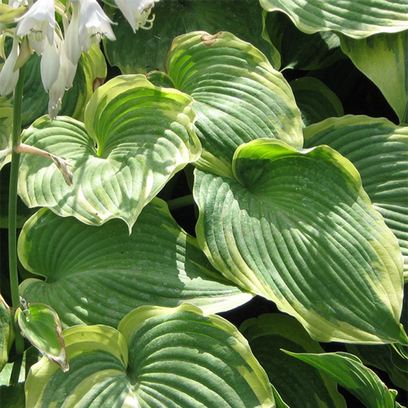 Hosta Earth Angel (Feuillage)