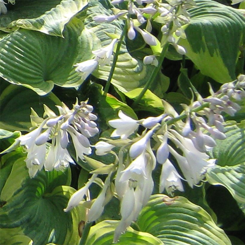 Hosta Earth Angel (Floraison)