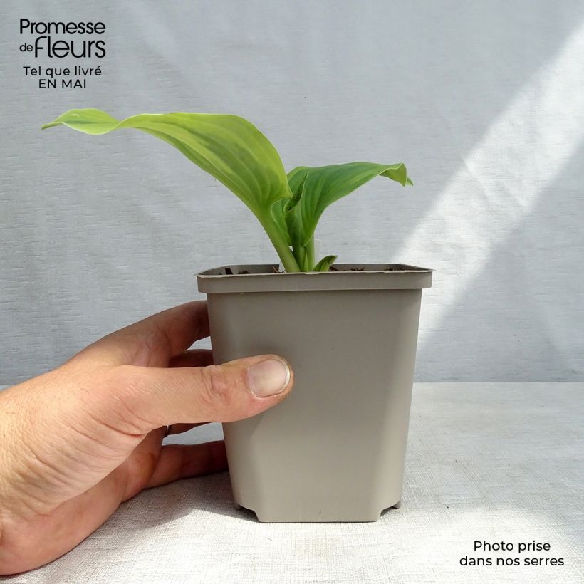 Spécimen de Hosta Earth Angel Godet de 9cm tel que livré au printemps