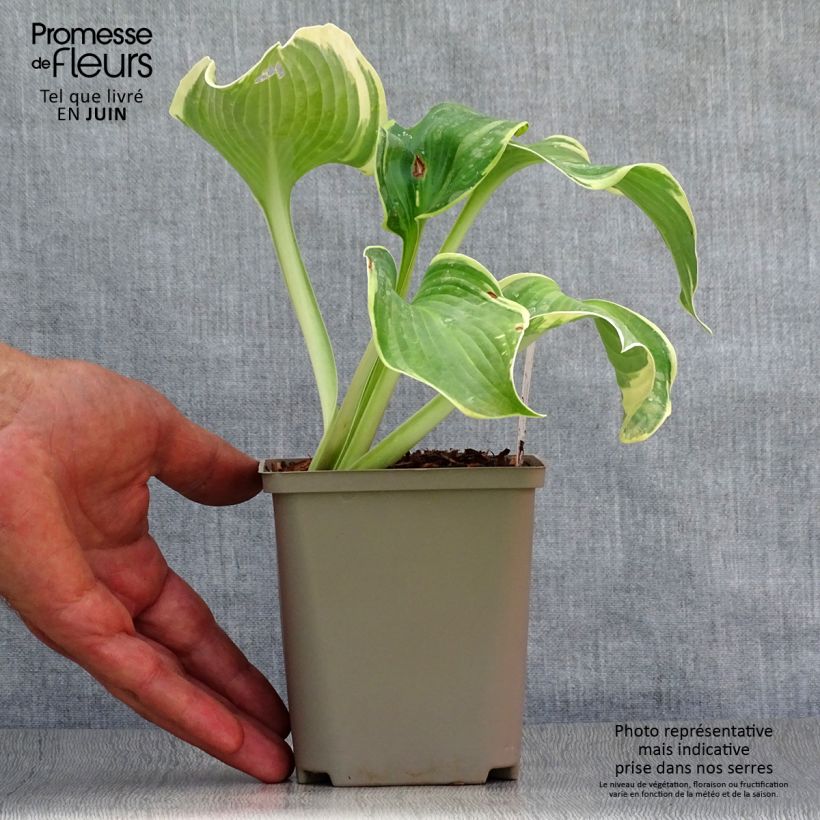 Spécimen de Hosta Earth Angel Godet de 8/9 cm tel que livré en été