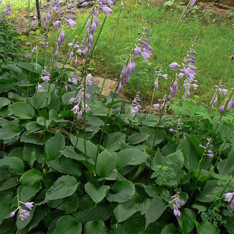 Hosta Elisabeth (Feuillage)