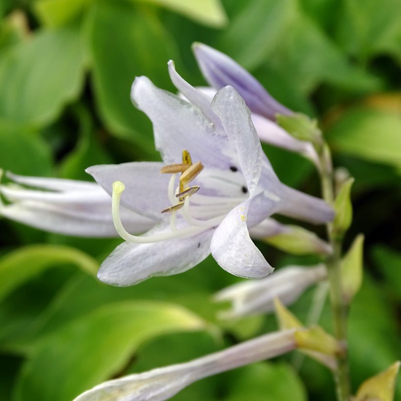 Hosta Elisabeth (Floraison)