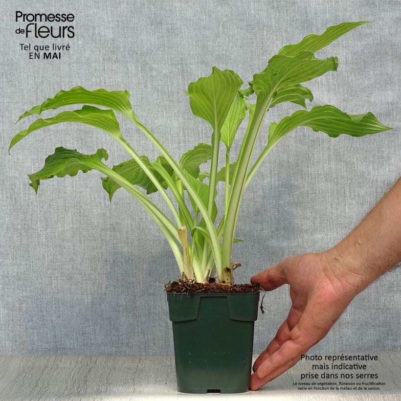 Spécimen de Hosta Elisabeth Godet de 9cm tel que livré au printemps