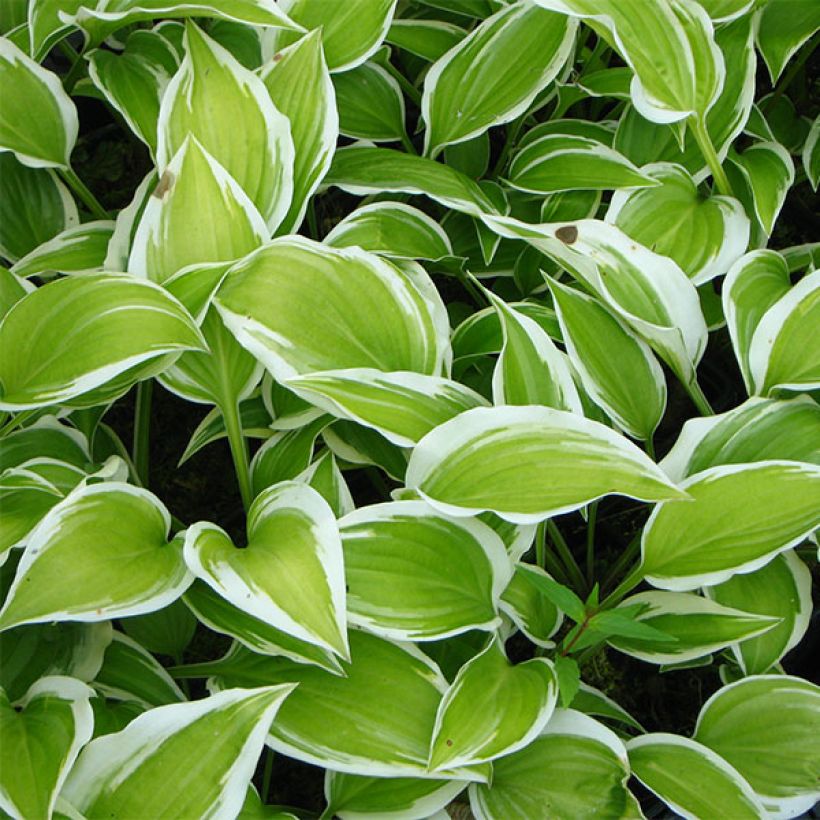 Hosta Emily Dickinson (Feuillage)