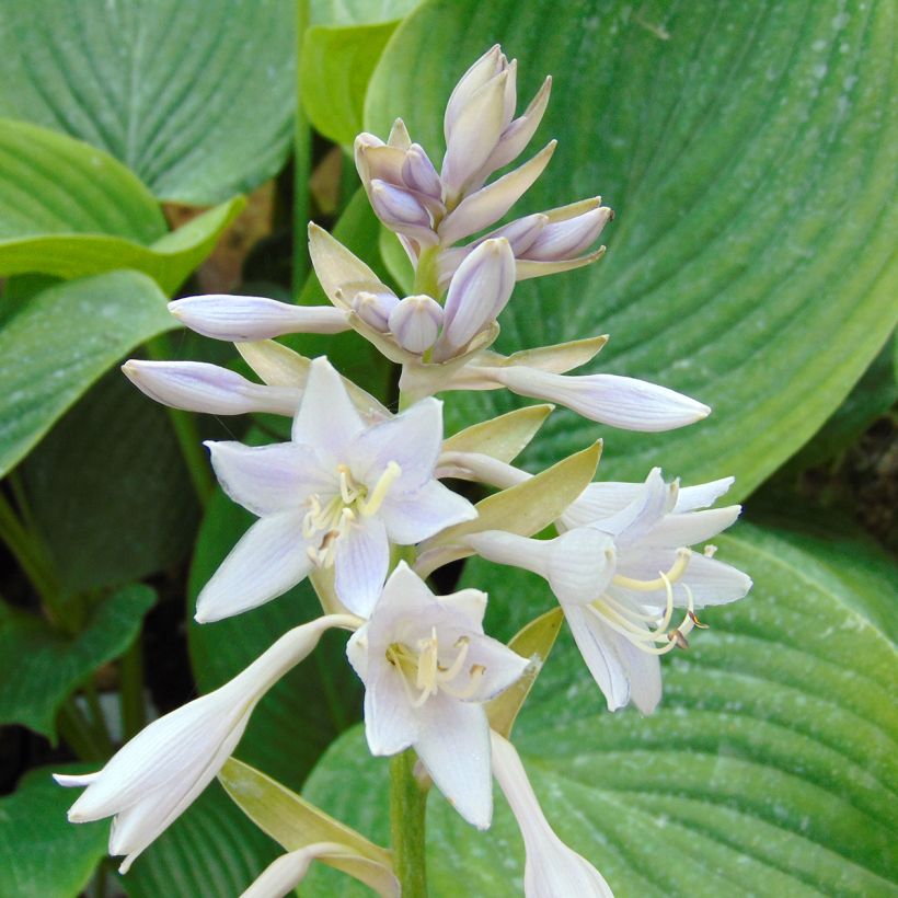 Hosta Empress Wu - Hosta géant (Floraison)