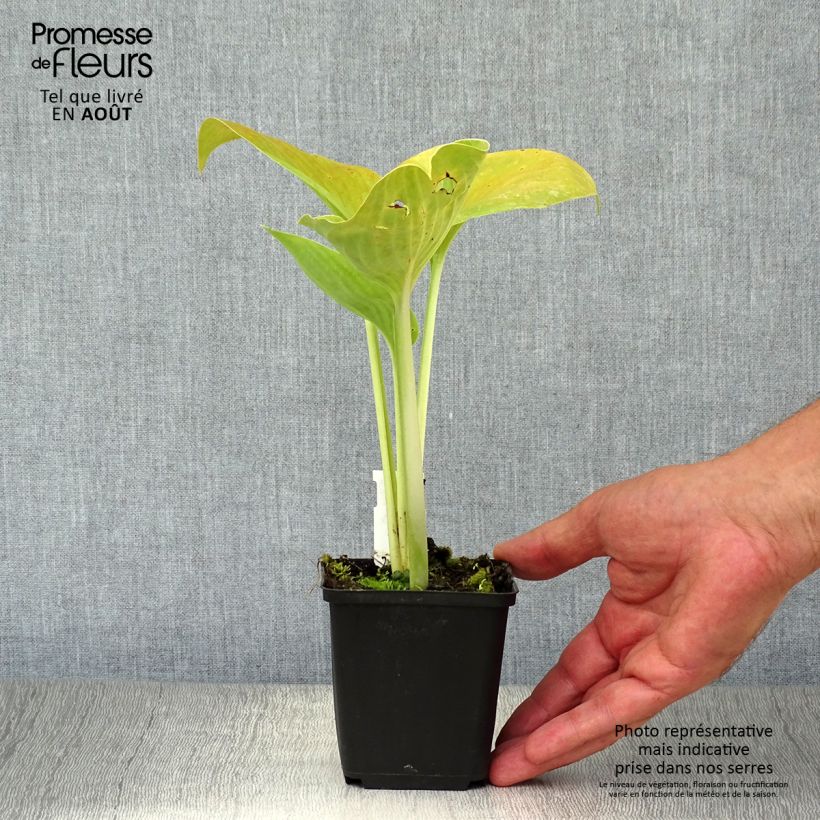 Spécimen de Hosta Empress Wu - Hosta géant Godet de 8/9 cm tel que livré en été