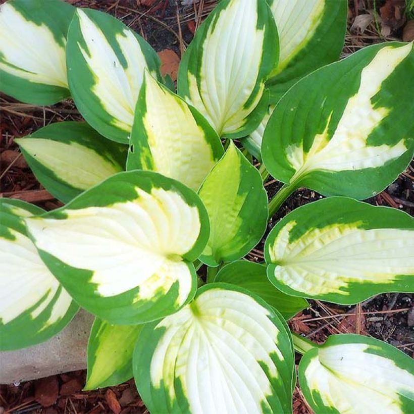 Hosta Eskimo Pie (Feuillage)