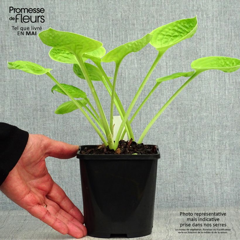 Spécimen de Hosta Eye Catcher - pot de 1.5L/2L tel que livré au printemps