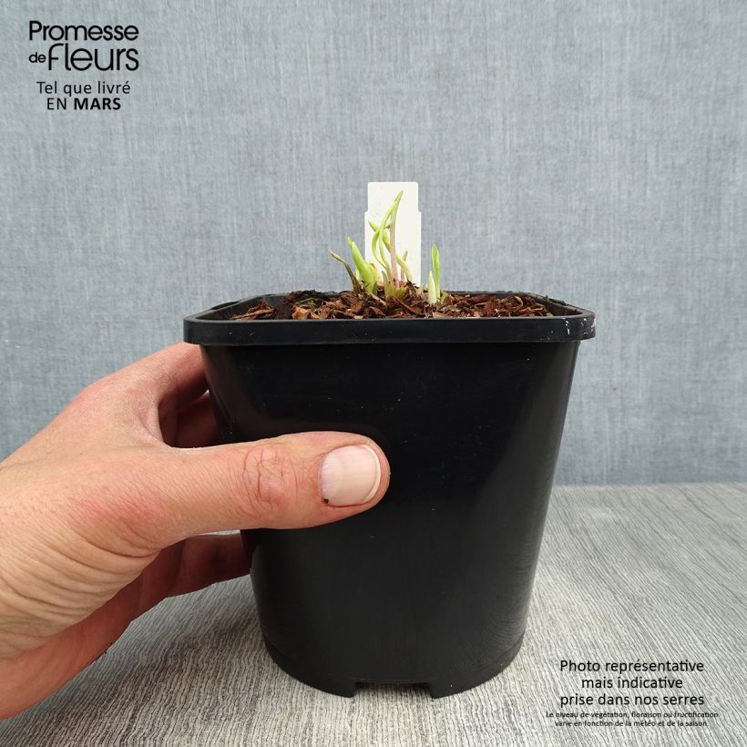 Spécimen de Hosta Faithfull Heart - Pot de 1,5L/2L tel que livré au printemps
