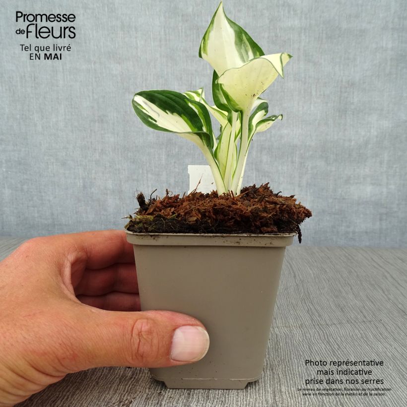 Spécimen de Hosta Fire and Ice Godet de 9cm tel que livré au printemps
