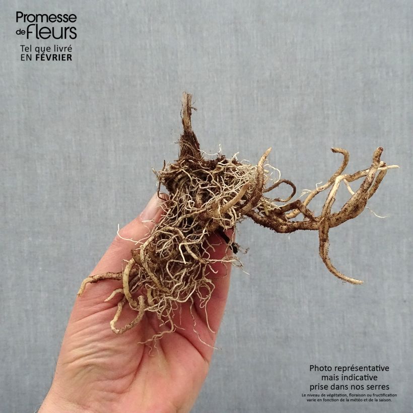 Spécimen de Hosta First Blush - racines nues tel que livré en hiver