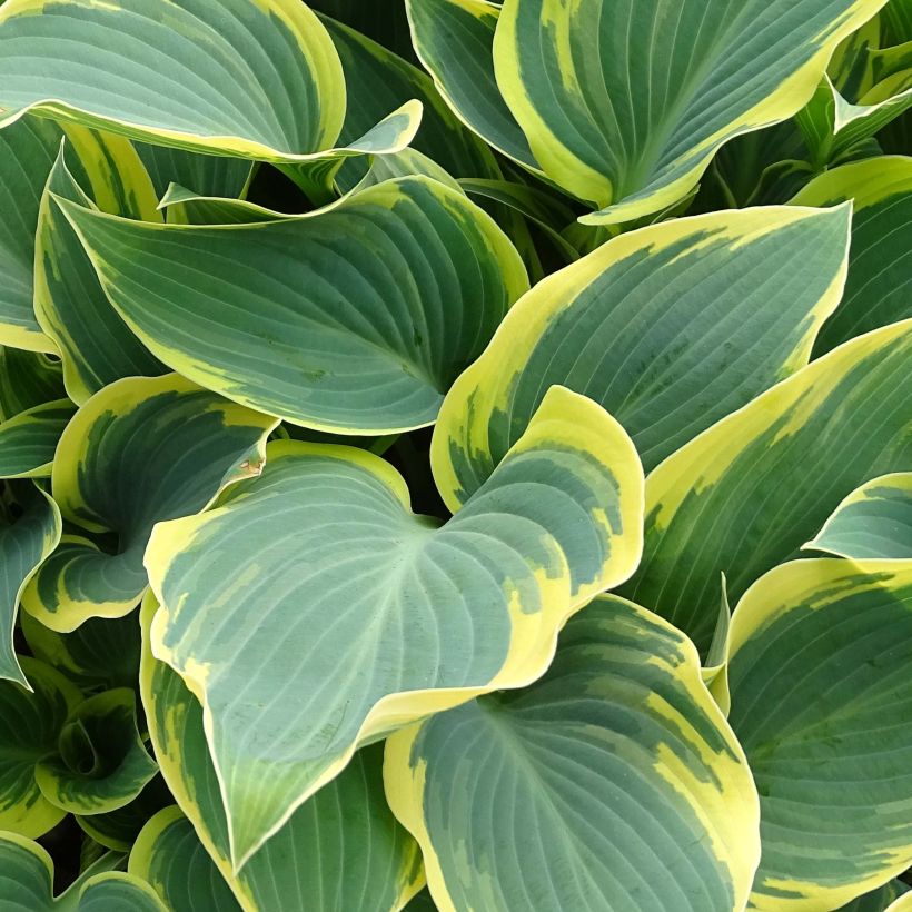 Hosta First Frost (Feuillage)