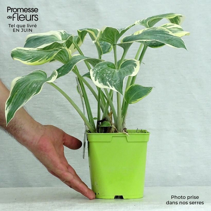 Spécimen de Hosta First Frost Pot de 2L/3L tel que livré en été