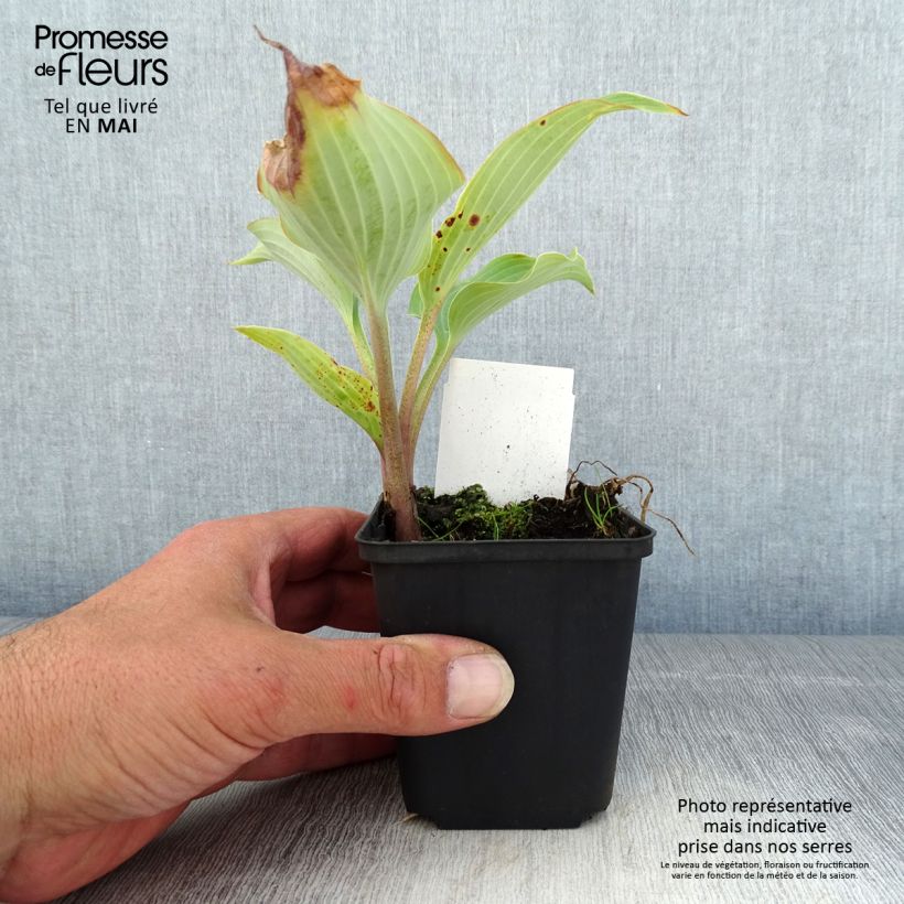 Spécimen de Hosta Flemish Sky  Godet de 8/9 cm tel que livré au printemps