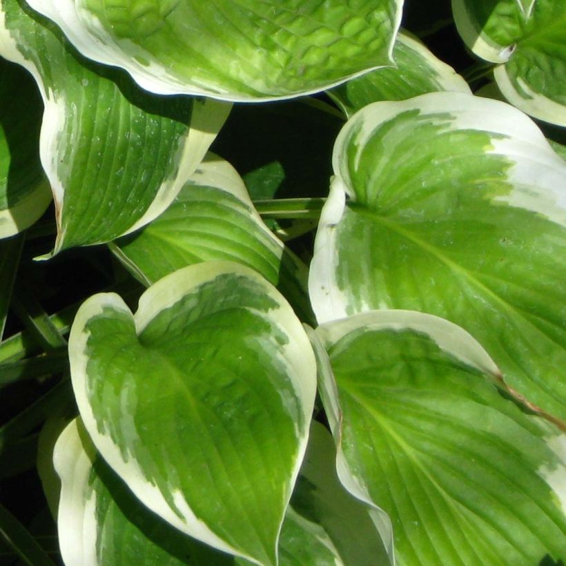 Hosta Formal Attire (Feuillage)