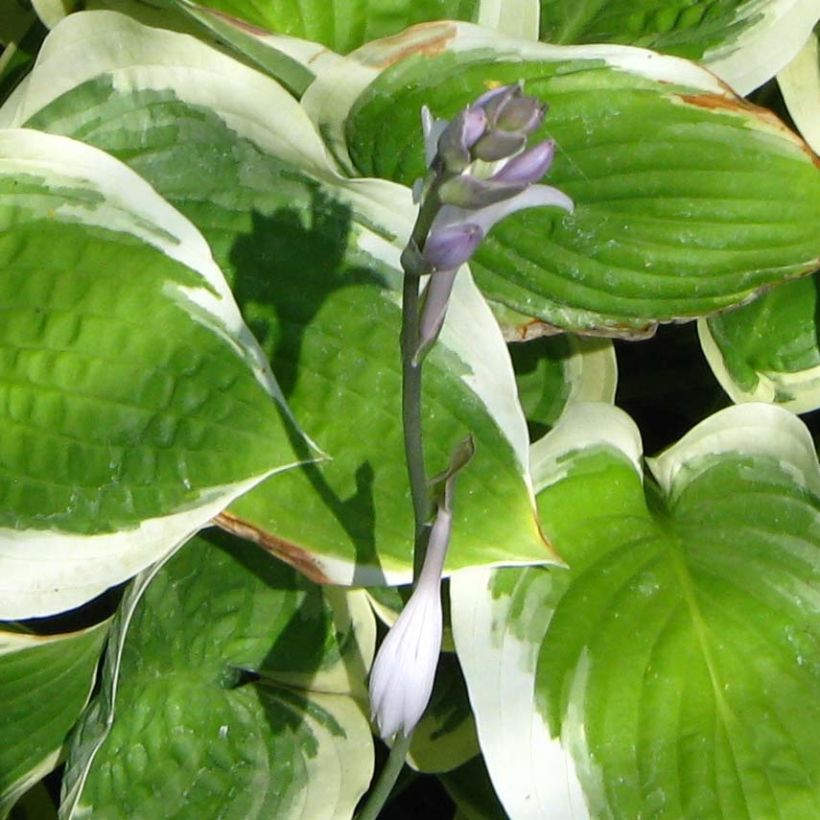 Hosta Formal Attire (Floraison)