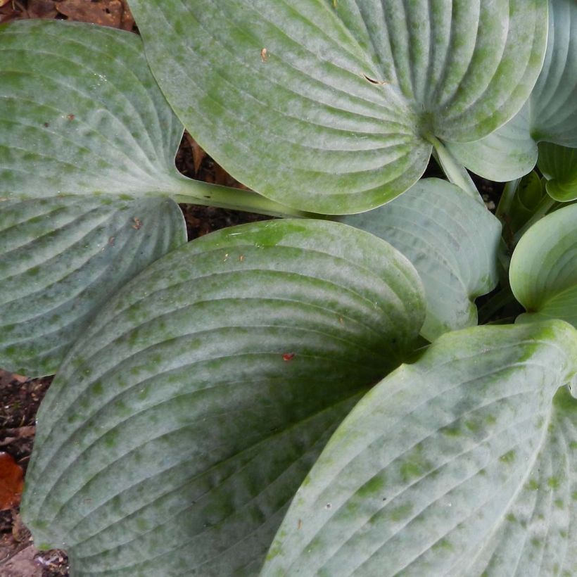 Hosta Fragrant Blue (Feuillage)