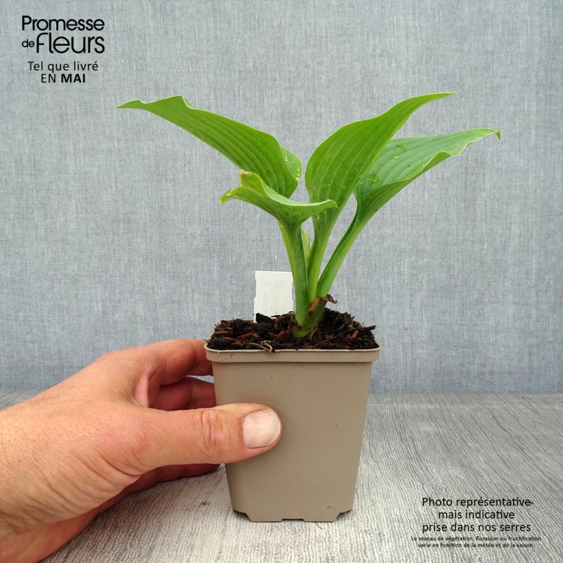 Spécimen de Hosta Fragrant Blue Godet de 8/9 cm tel que livré au printemps